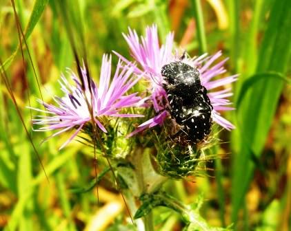 Oxythyrea funesta
